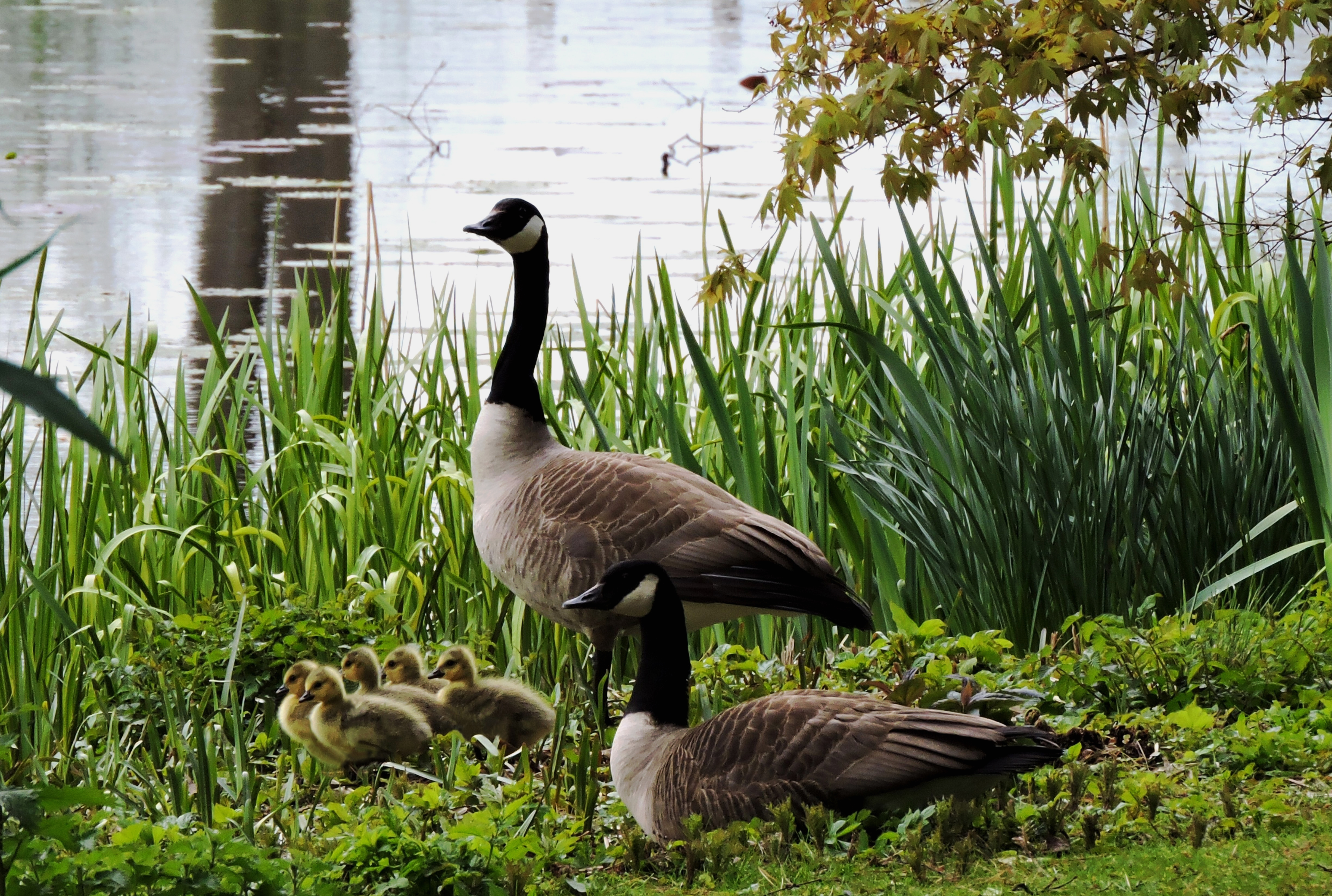 GOSLINGS AT GLANSEVERN  Bill Bagley Photography